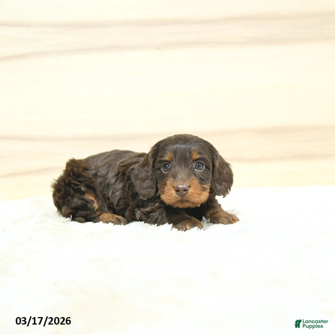 Miniature Dachshund dogs for sale: Polly - Ad 1