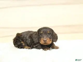 Miniature Dachshund dogs for sale: Polly - Ad 1