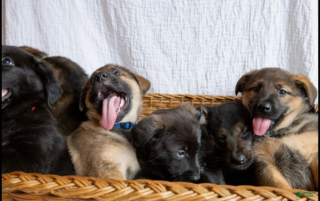 Mixed Breed dogs for sale: Nova - Ad 6