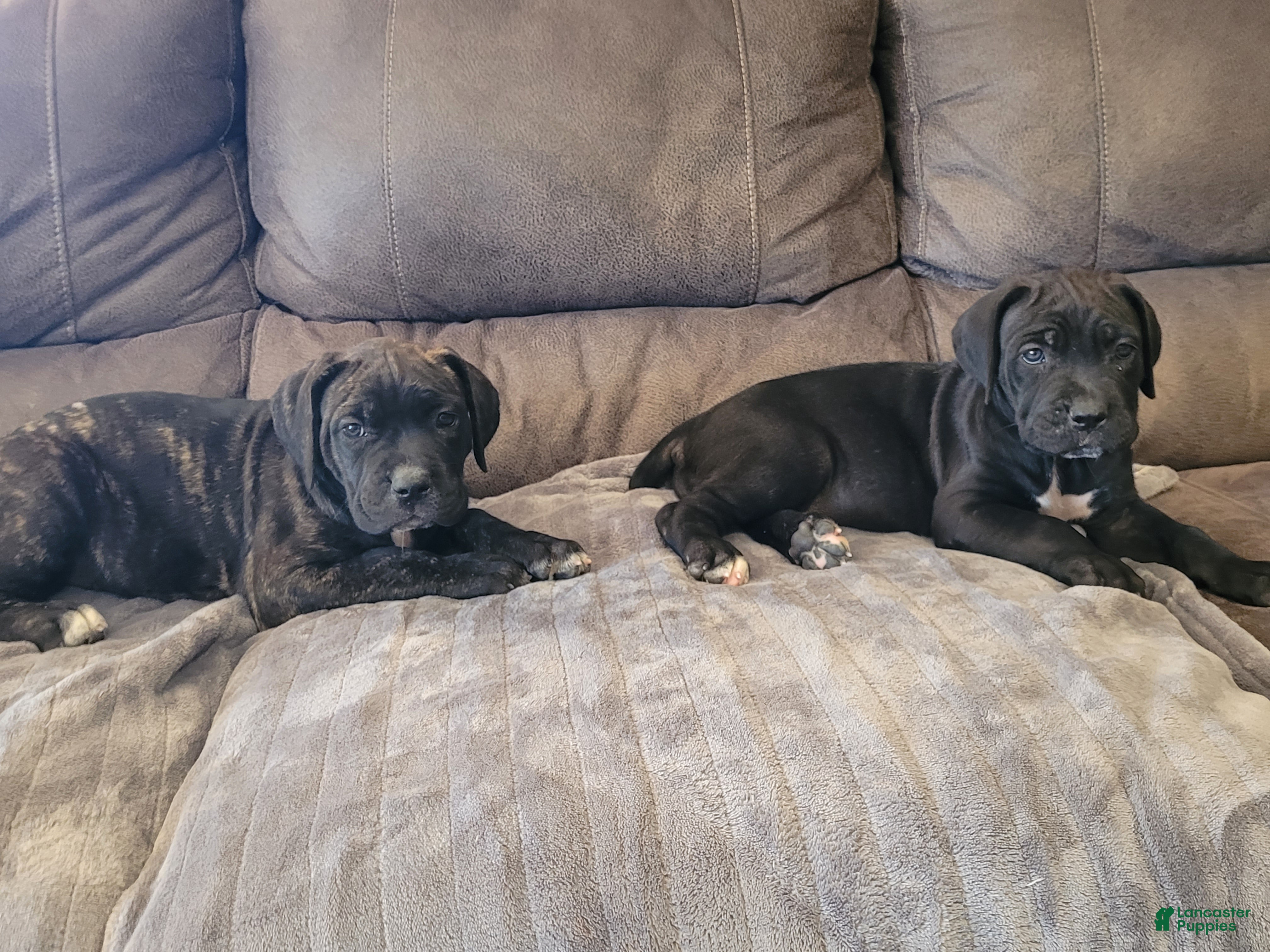 Cane Corso dogs Trinity  - Ad 2
