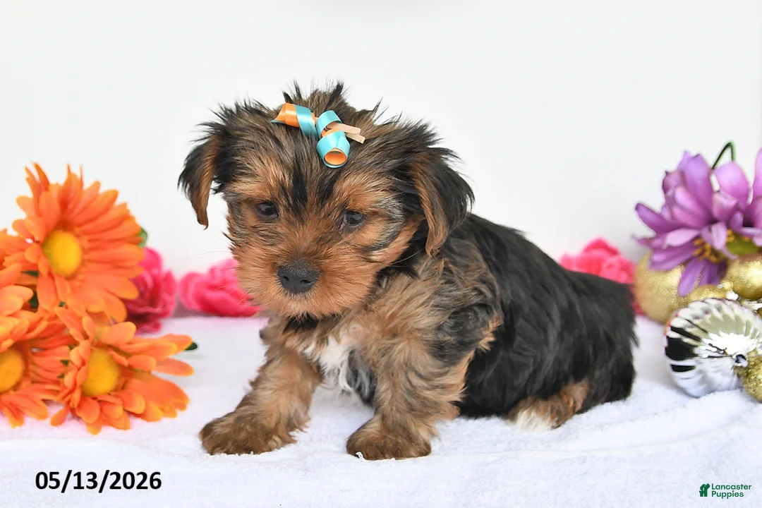Yorkshire Terrier dogs for sale: Ashley - Ad 2