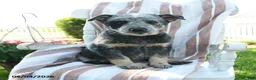 Australian Cattle Dog dogs for sale: Benji - Ad 3