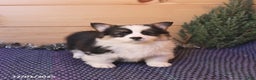 Welsh Corgi Pembroke dogs for sale: Heather - Ad 1
