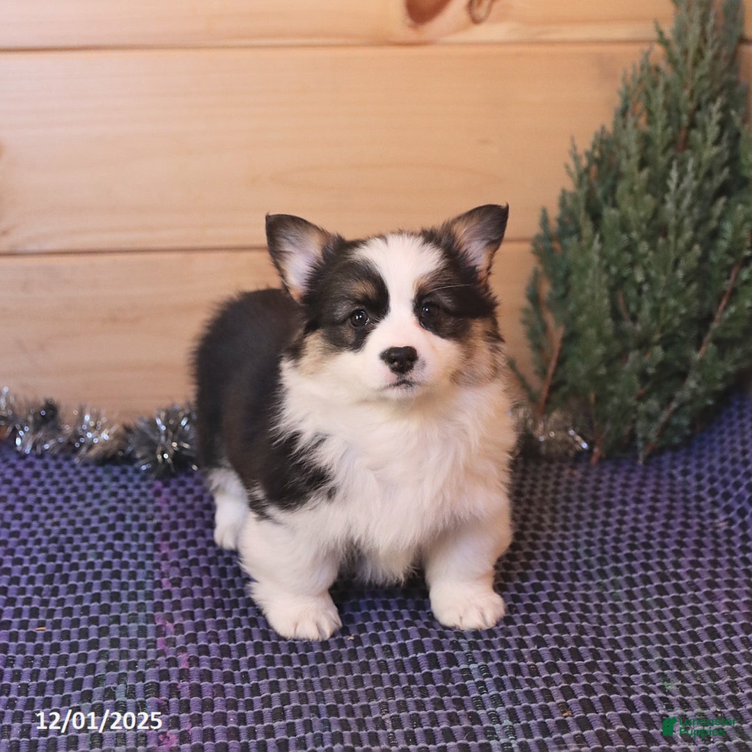 Welsh Corgi Pembroke dogs for sale: Heather - Ad 1