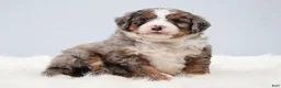 Mini Bernedoodle dogs for sale: Fido - Ad 15