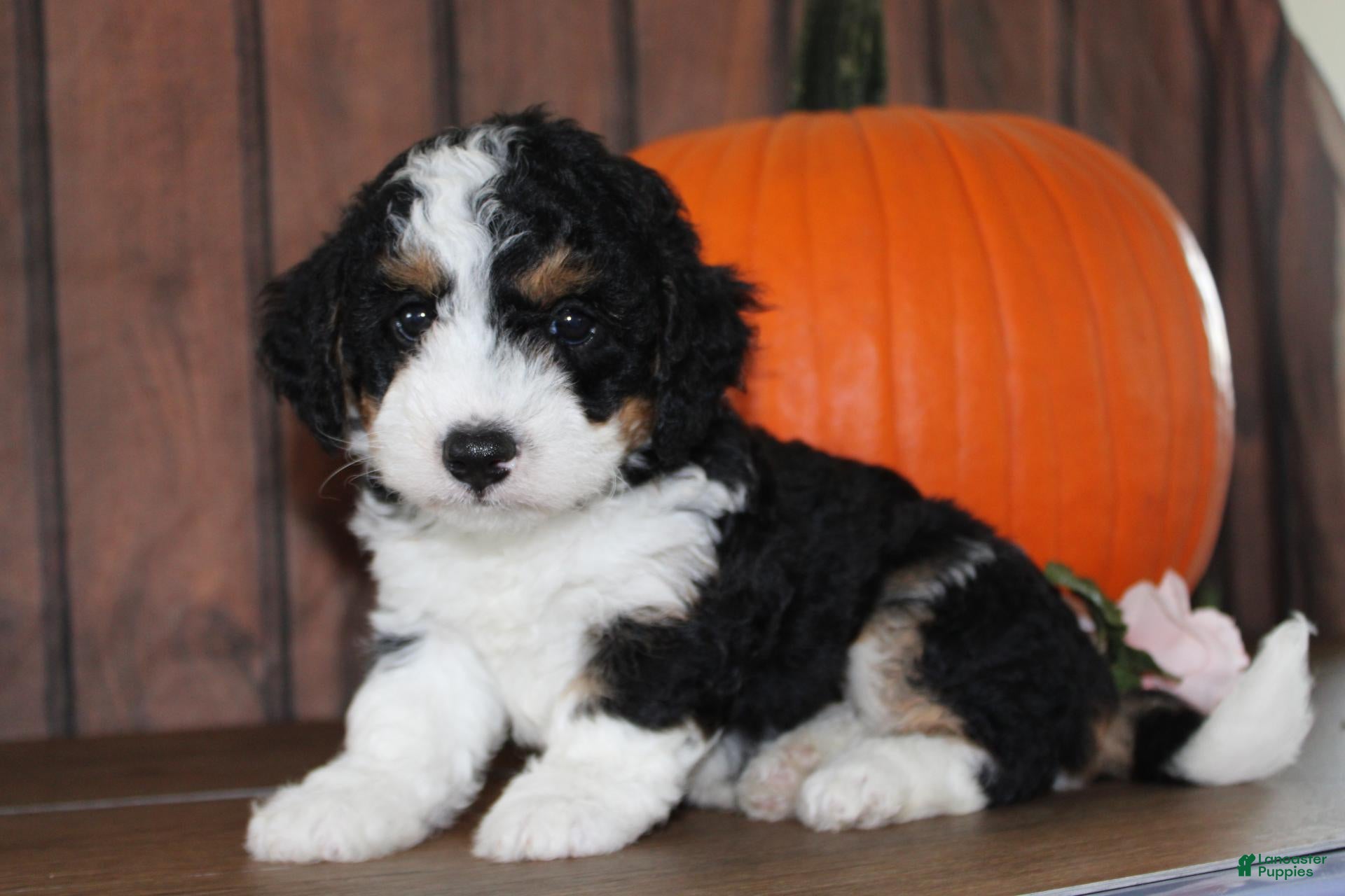 Mini Bernedoodle dogs for sale: Marshall - Ad 1