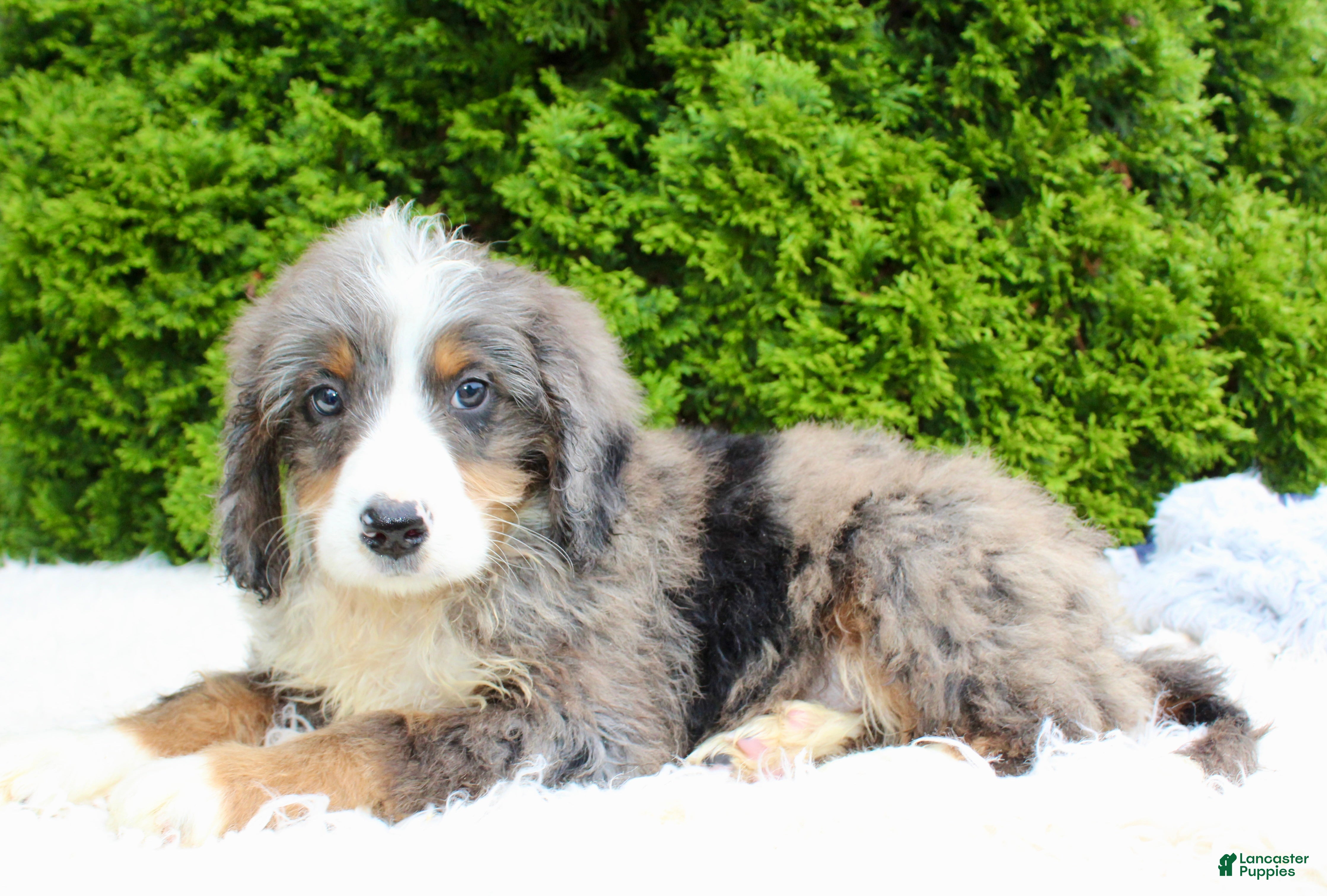 Bernedoodle dogs Zach - Ad 2