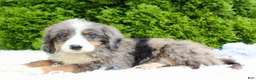 Bernedoodle dogs for sale: Zach - Ad 2