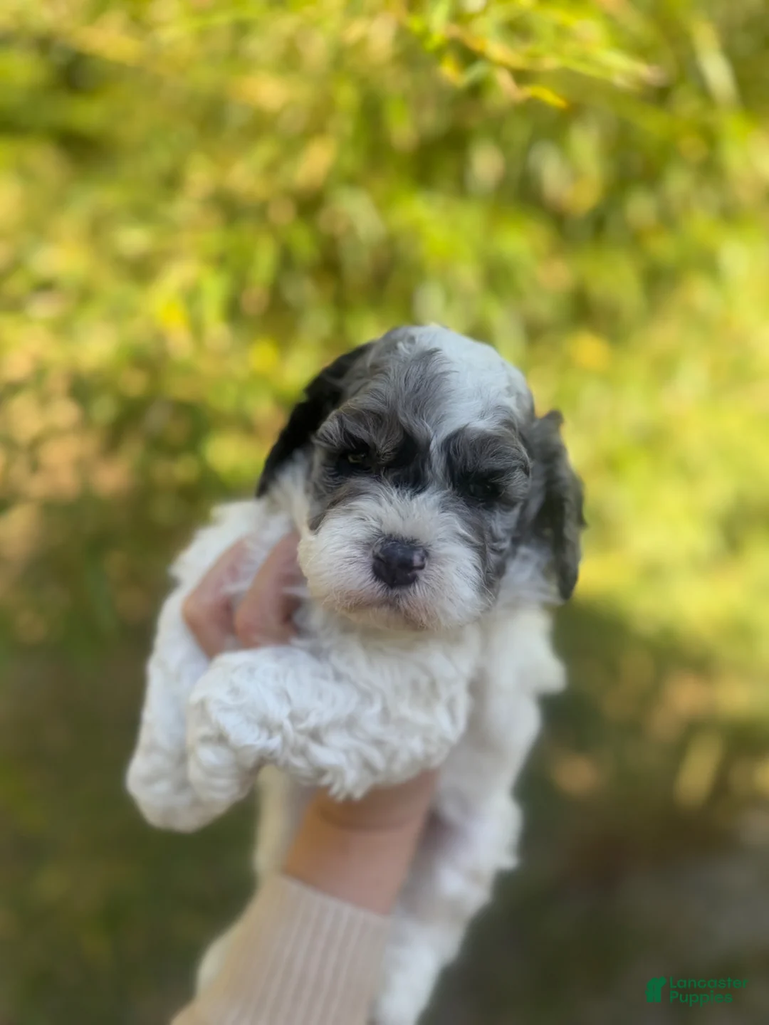 Cockapoo dogs for sale: Cockapoo Puppy 1 - Ad 1
