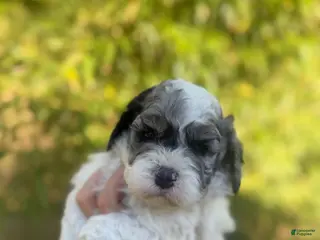 Cockapoo dogs Cockapoo Puppy 1 - Ad 3