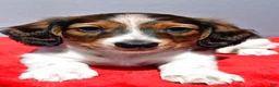 Miniature Dachshund dogs for sale: Mason - Ad 4