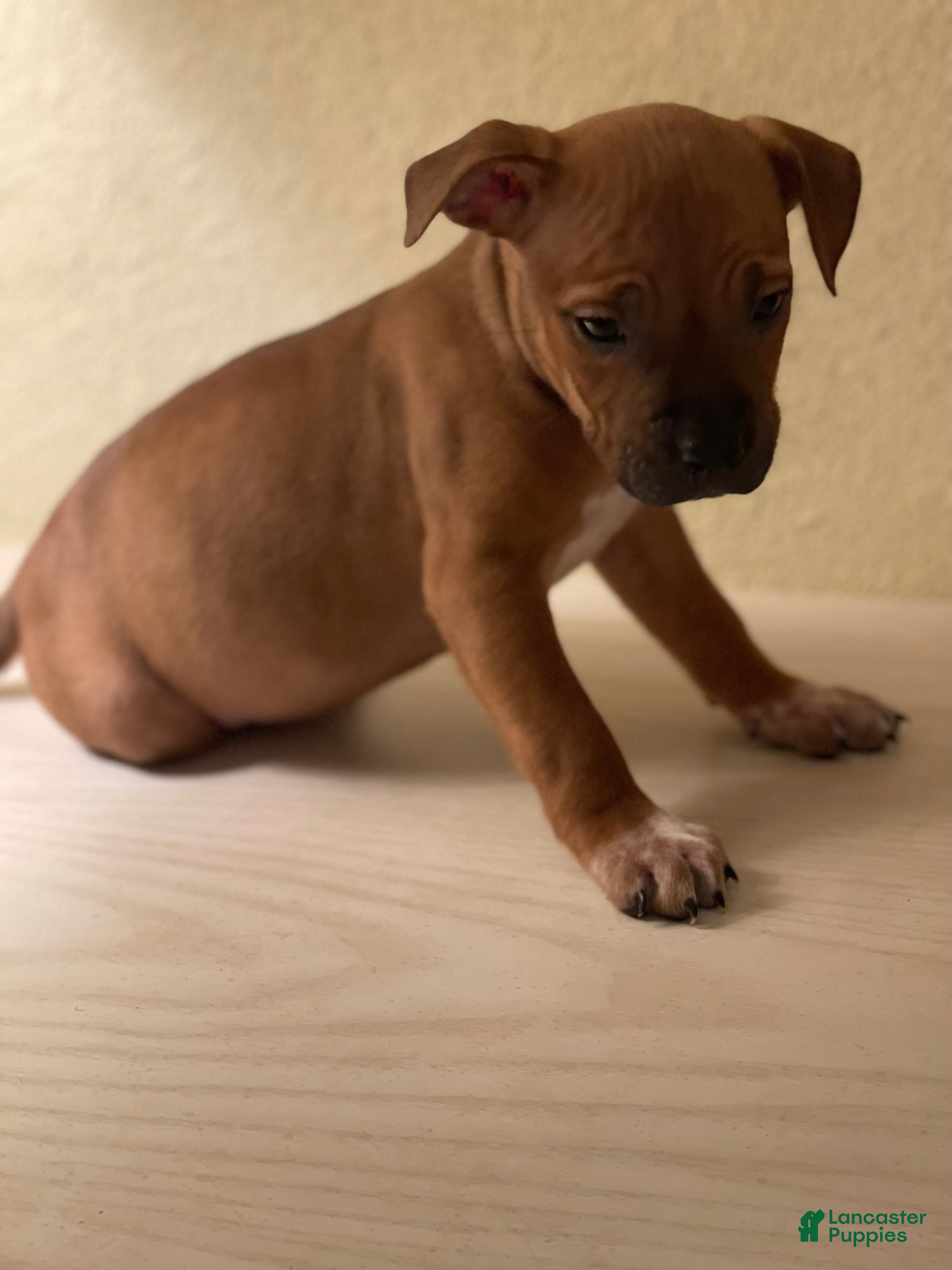 American Pit Bull Terrier dogs American Pit Bull Terrier Puppy 5 - Ad 28