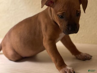 American Pit Bull Terrier dogs American Pit Bull Terrier Puppy 5 - Ad 12