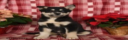 Pomsky dogs for sale: Glacier - Ad 3