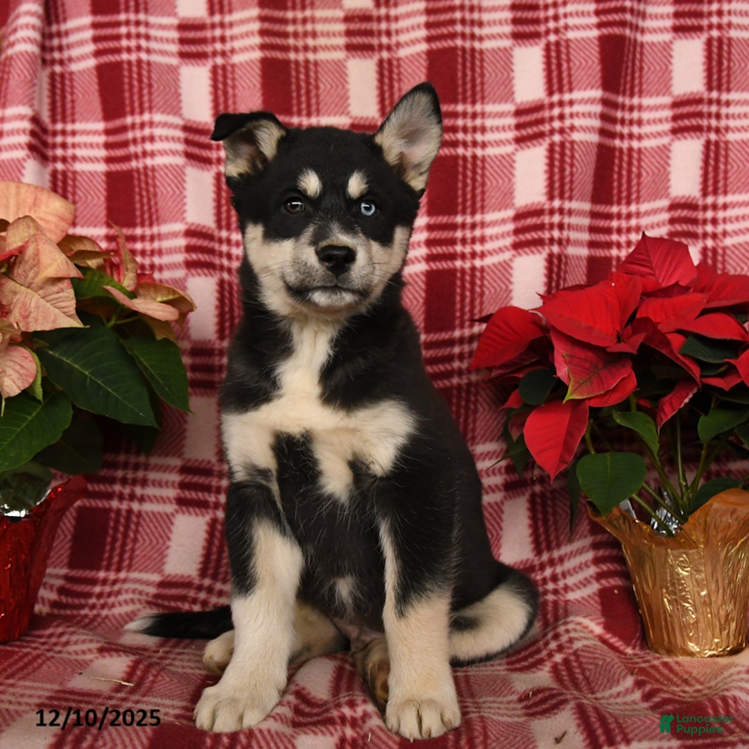 Pomsky dogs for sale: Glacier - Ad 3