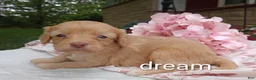 Cavapoo dogs for sale: Apphia - Ad 4