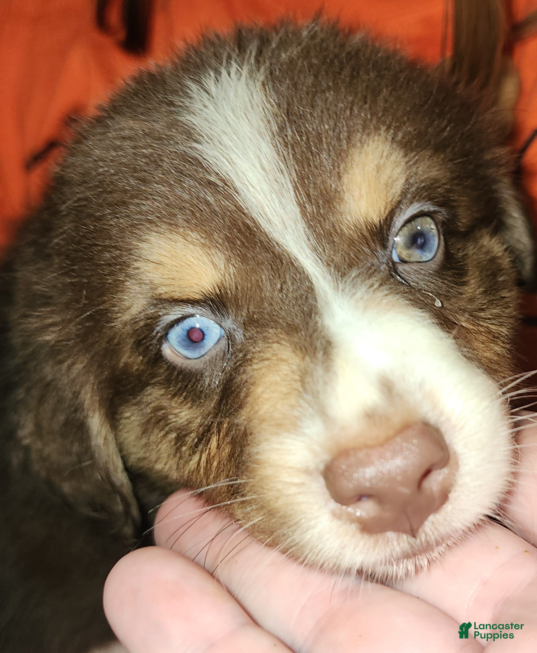 Australian Shepherd dogs Chelly - Ad 1