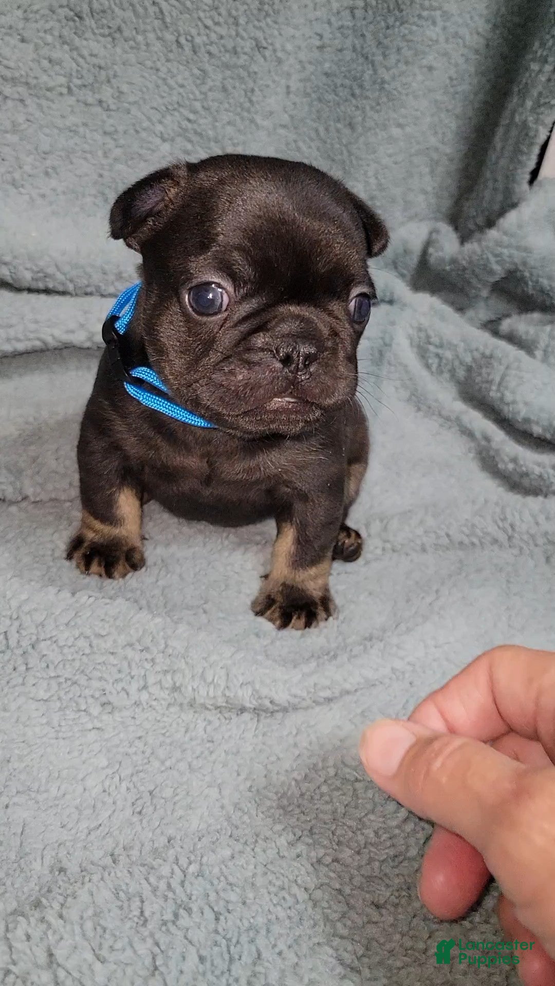 French Bulldog dogs Bruno - Ad 2
