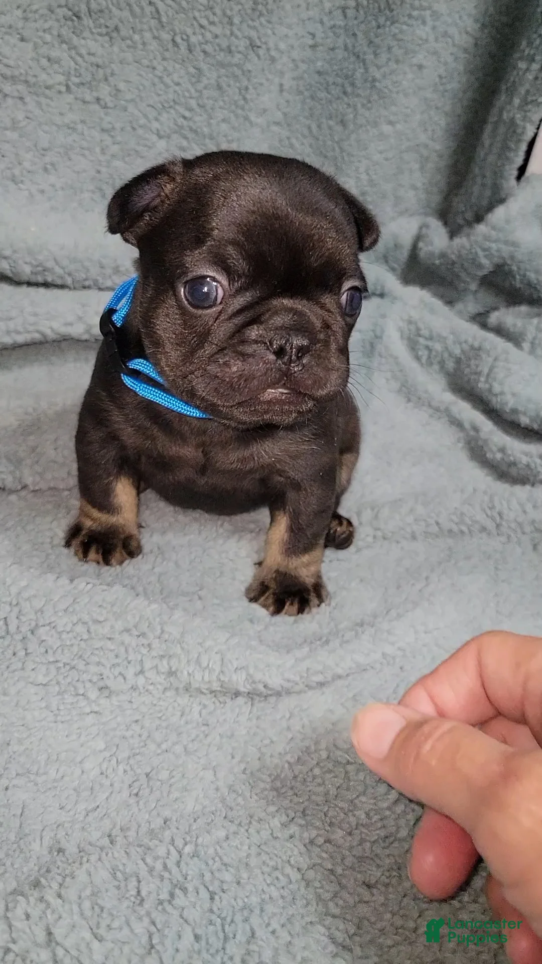 French Bulldog dogs for sale: Bruno - Ad 2