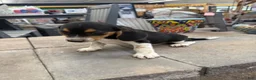 Beagle dogs for sale: AKC Sparky - Ad 5