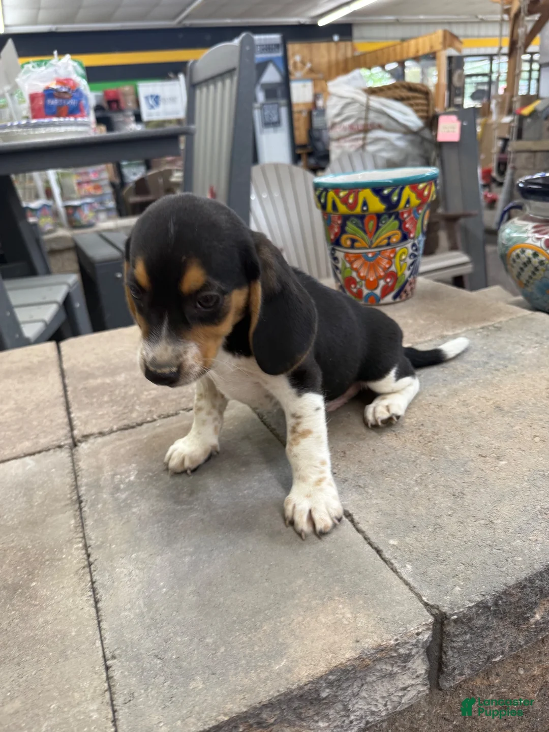 Beagle dogs for sale: AKC Sparky - Ad 5