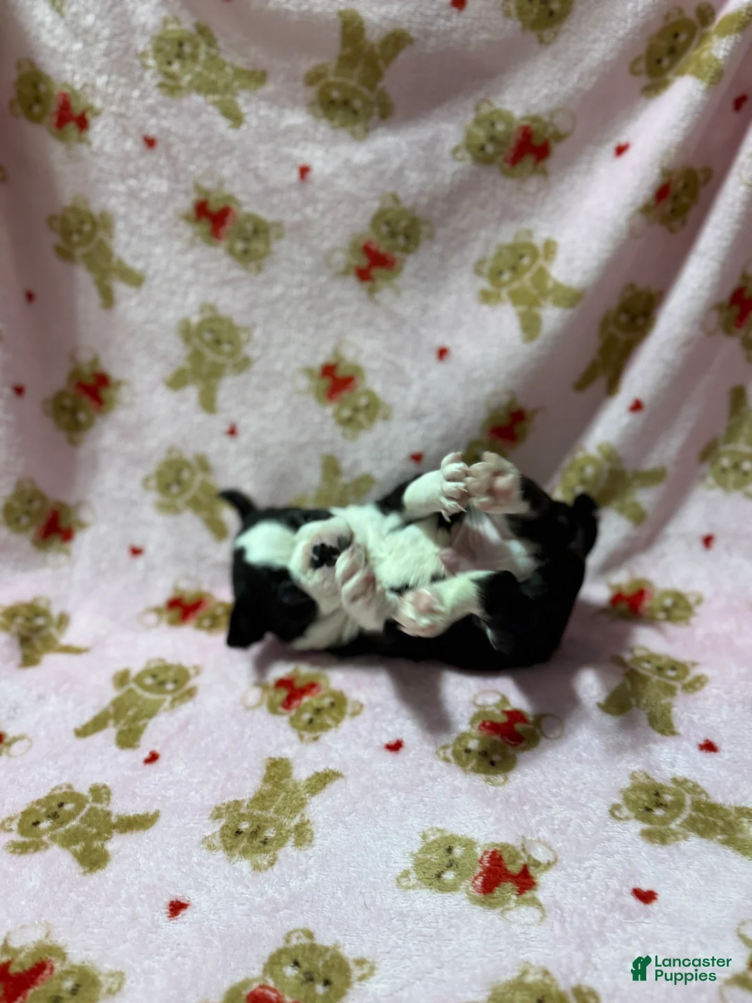 Boston Terrier dogs for sale: Blue - Ad 4