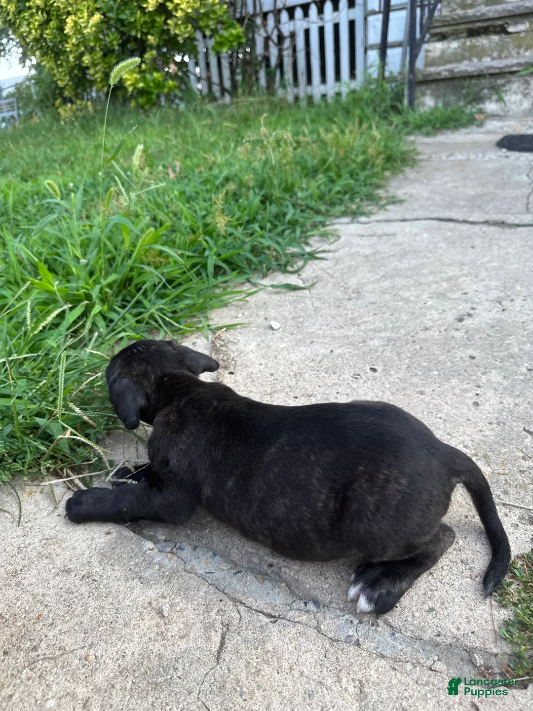 American Bully dogs for sale: Loki - Ad 2