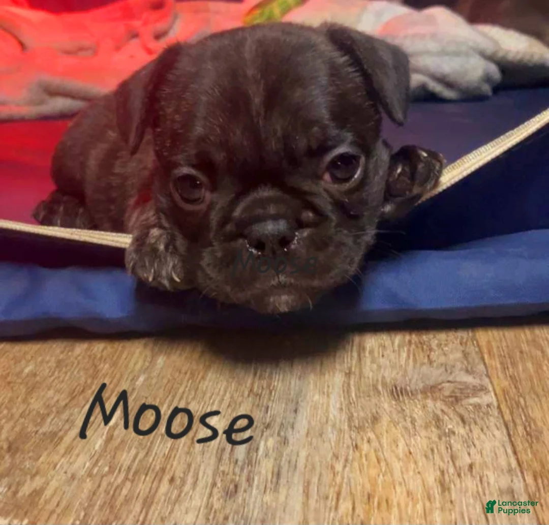 French Bulldog dogs for sale: Moose - Ad 1