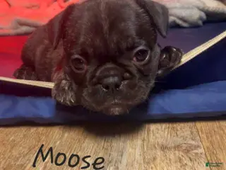French Bulldog dogs Moose - Ad 6