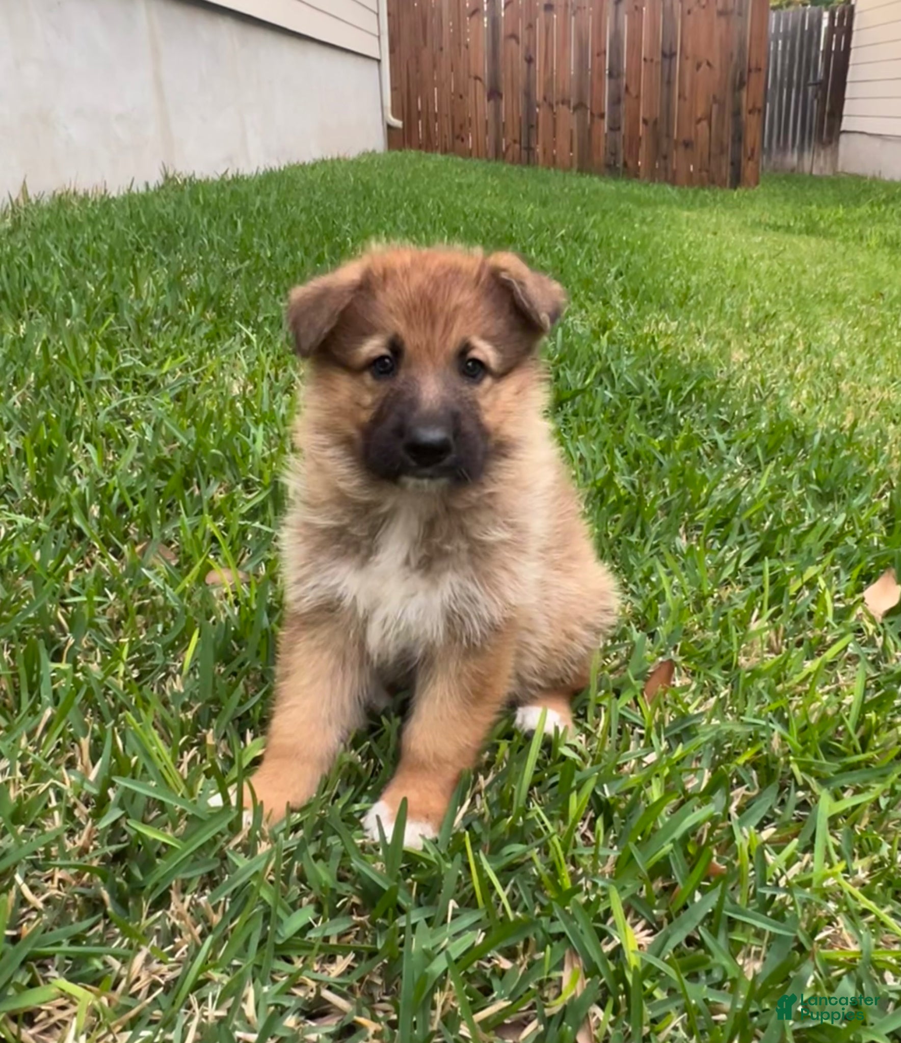 German Shepherd dogs German Shepherd Puppy 1 - Ad 22