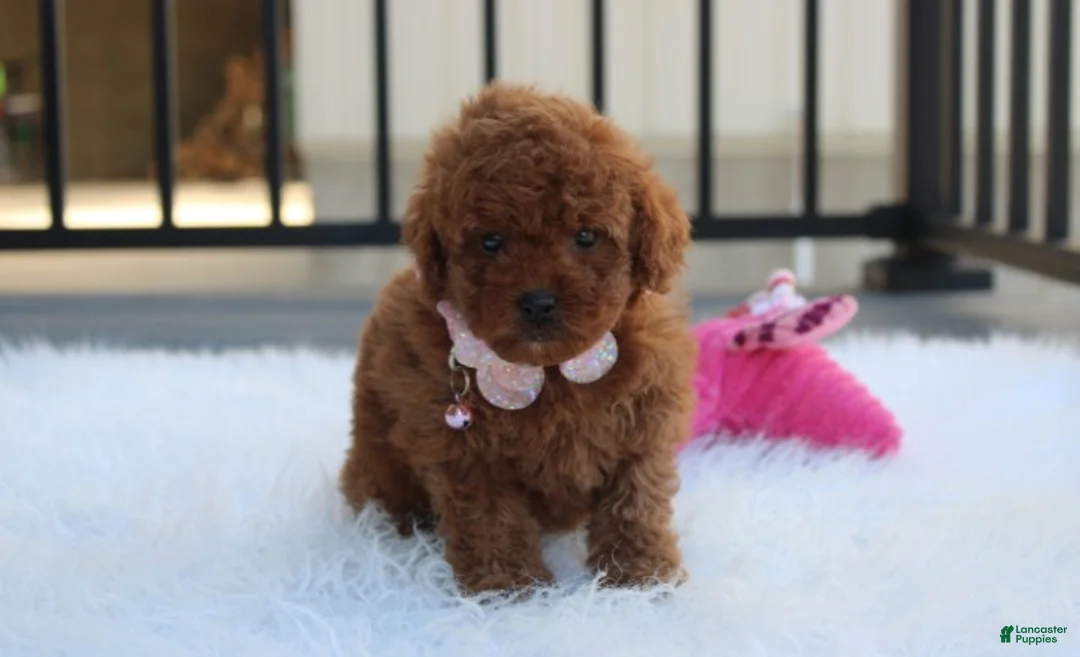 Toy Poodle dogs for sale: McKenna  - Ad 1