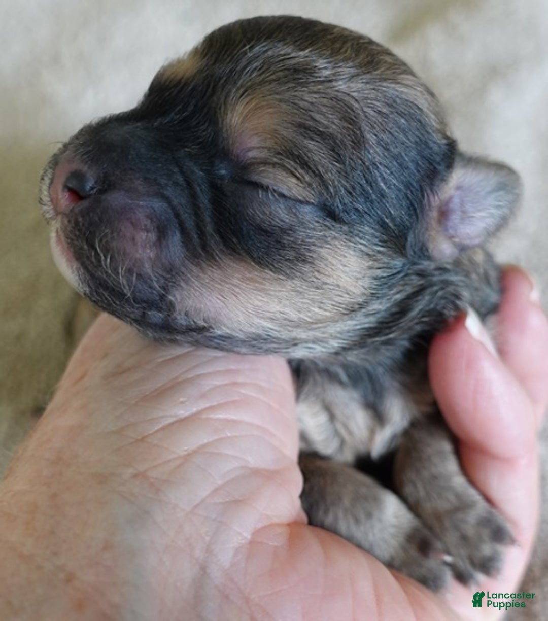 Maltipoo dogs for sale: River - Ad 3