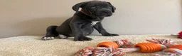 Cane Corso dogs for sale: Roxie  - Ad 6