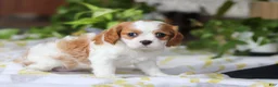 Cavalier King Charles Spaniel dogs for sale: Willow - Ad 5