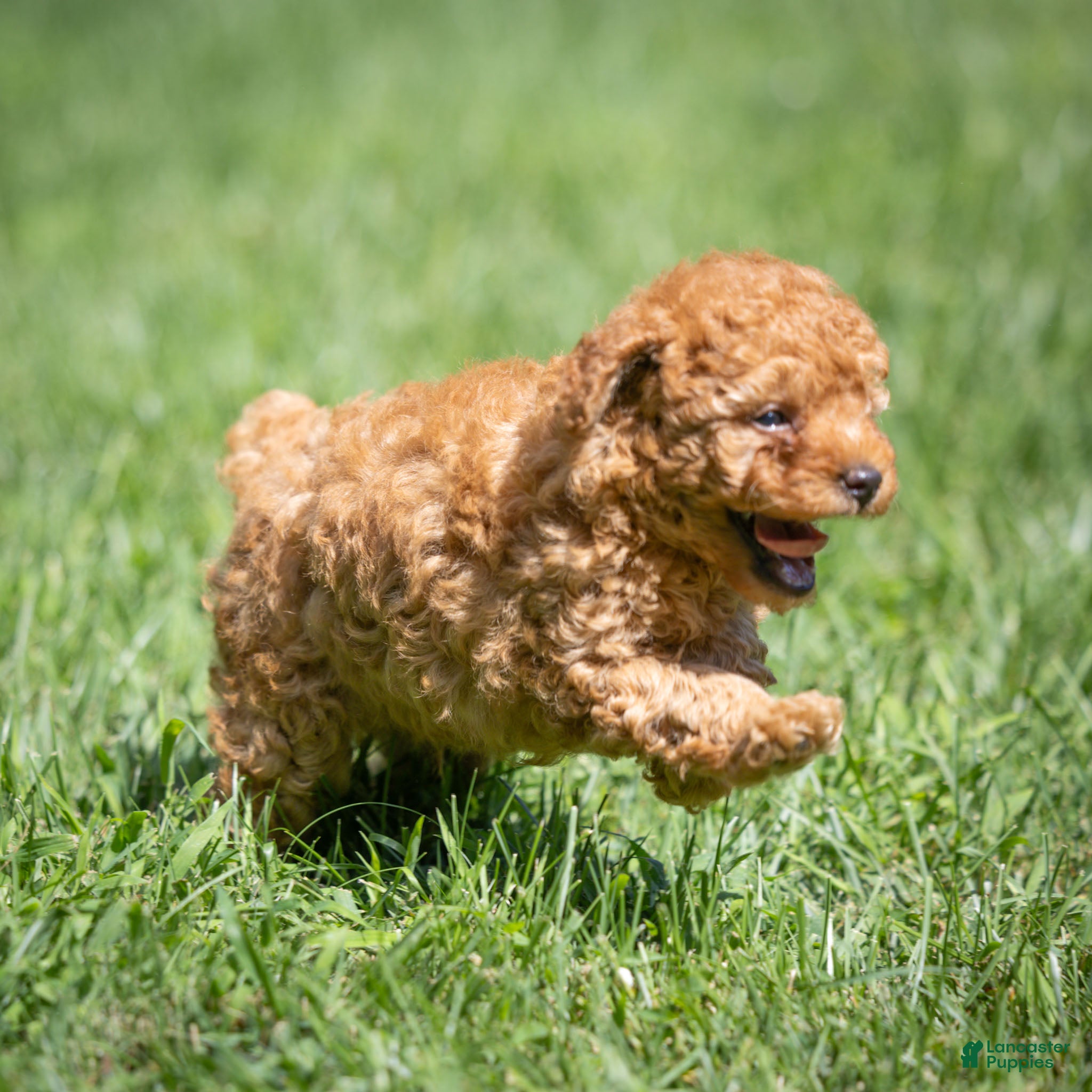 Miniature Poodle dogs Treasure Miniature Poodle  - Ad 2