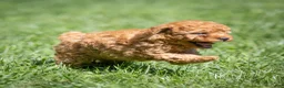 Miniature Poodle dogs for sale: Treasure Miniature Poodle  - Ad 2