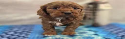 Cavapoo dogs for sale: Denali - Ad 24