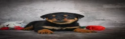 Rottweiler dogs for sale: Lincoln - Ad 9