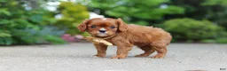 Cavalier King Charles Spaniel dogs for sale: George - Ad 9