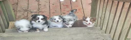 Miniature Australian Shepherd dogs for sale: Buddy - Ad 4