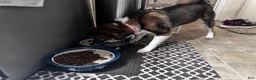 Shiba Inu dogs for sale: Touka  - Ad 5