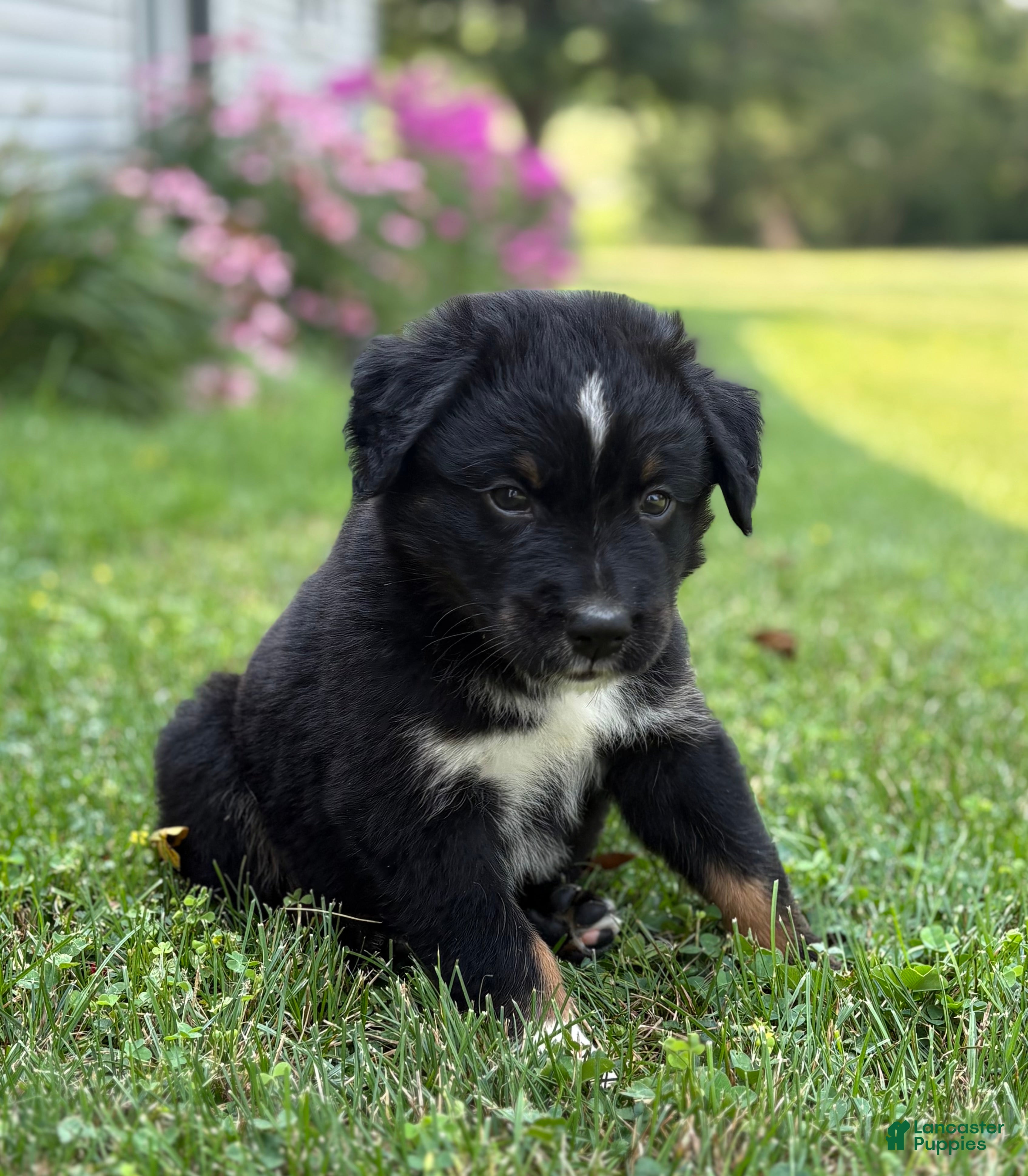 Australian Shepherd dogs Forest  - Ad 2