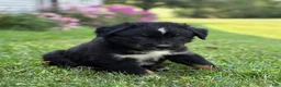 Australian Shepherd dogs for sale: Forest  - Ad 2