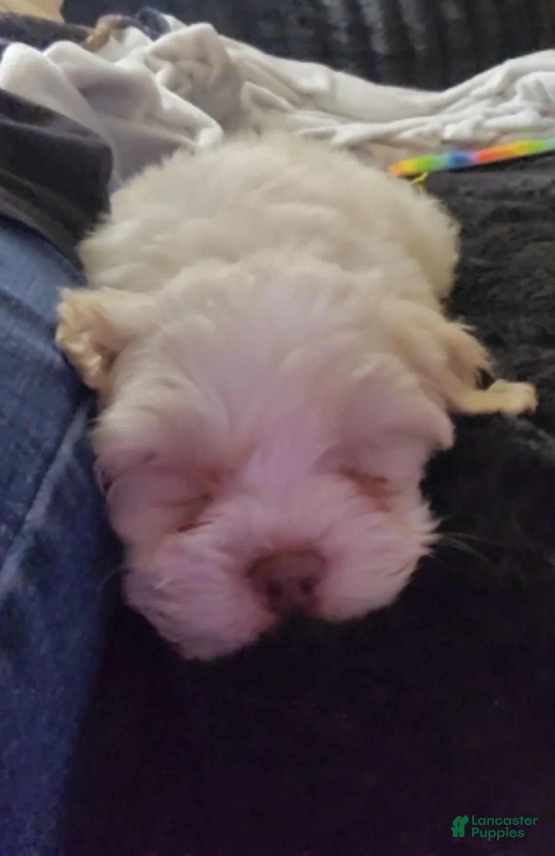 Mixed Breed dogs for sale: Cooka-poo - Ad 1