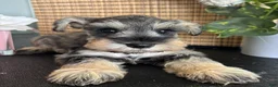 Miniature Schnauzer dogs for sale: Molly - Ad 18
