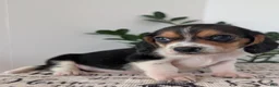 Mixed Breed dogs for sale: Roy  - Ad 6
