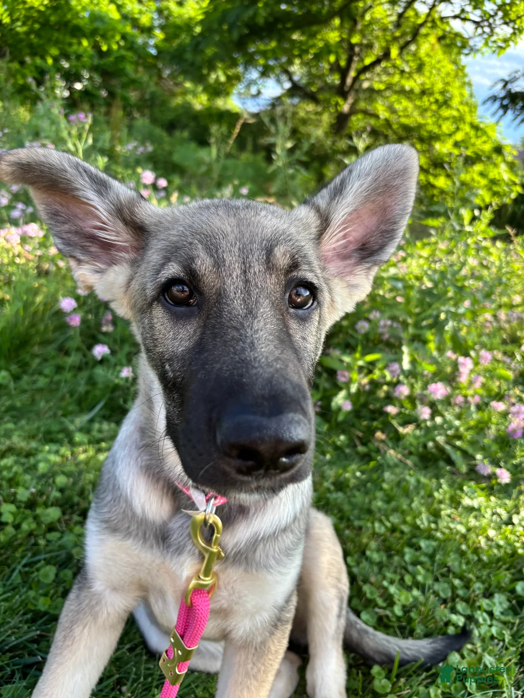 German Shepherd dogs for sale: German Shepherd 1 - Ad 1