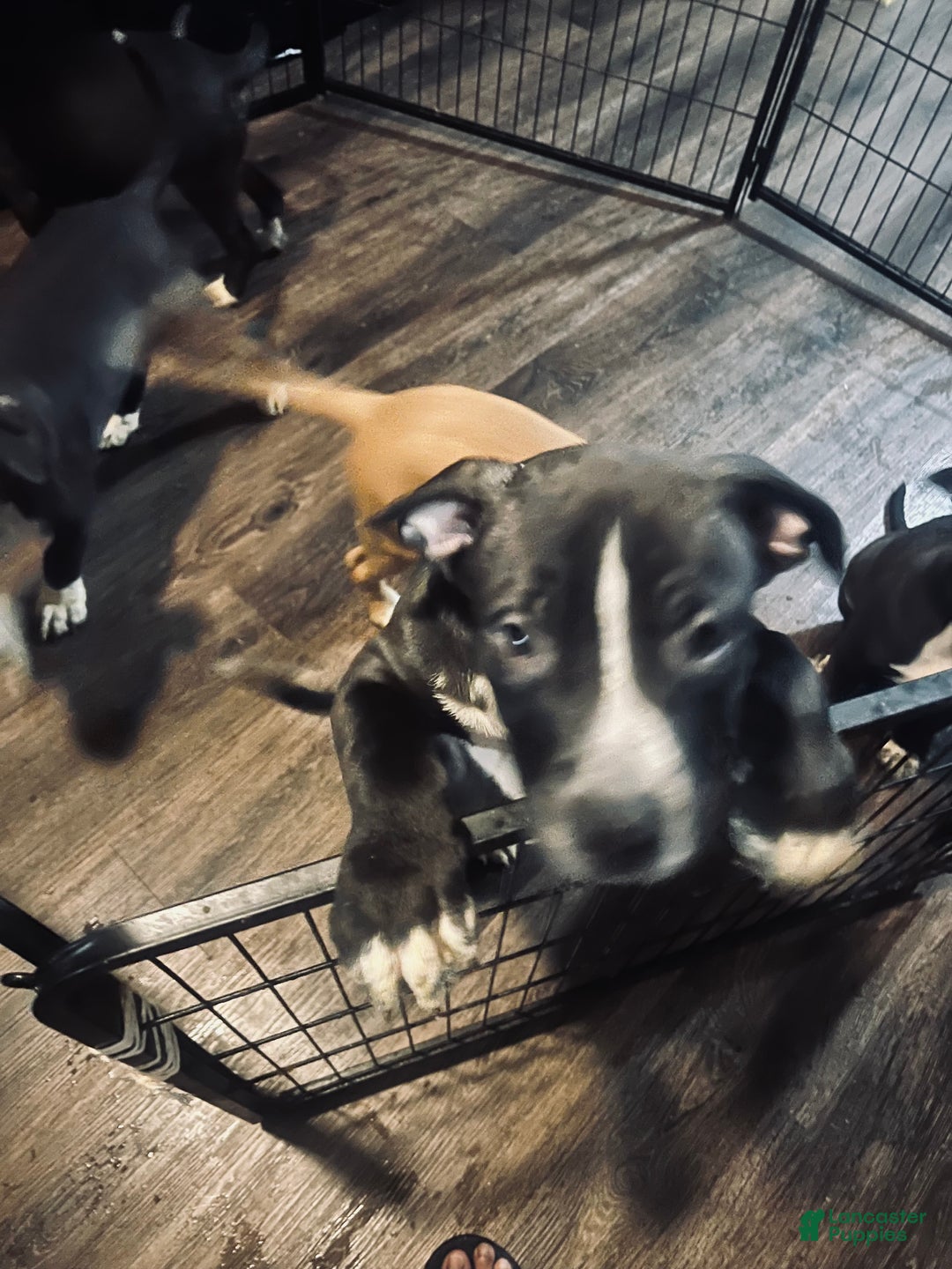 Mixed Breed dogs for sale: Mixed Breed Puppy 2 - Ad 7