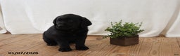 Labrador Retriever dogs for sale: Freddy - Ad 4