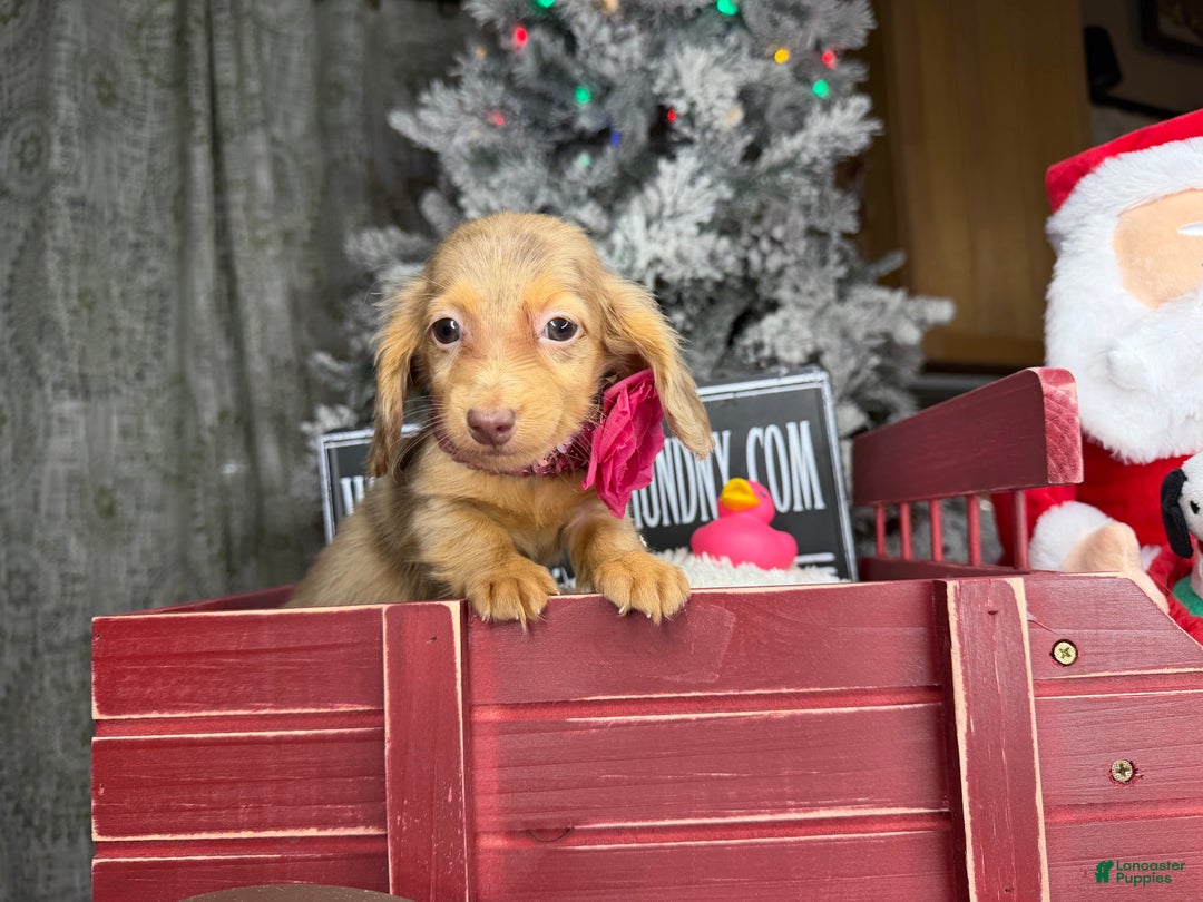 Miniature Dachshund dogs for sale: Akc POL PRA CLEAR CH RUSSIAN  - Ad 6
